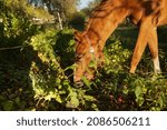 Horse Eating Red Apples In The...