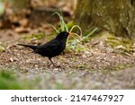 A Blackbird On The Ground