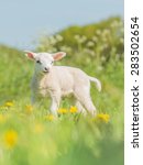 Lamb In The Spring