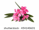 Small photo of Oleander, Sweet Oleander, Rose Bay (Nerium oleander L.) plants, herbs have medicinal properties, and the plant is poisonous oleander leaves used as rat poison and insecticides.