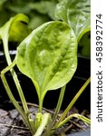 Small photo of Common Plantain, Greater Plantain, Waybread (Plantago major L.) Medicinal herbs Thailand.