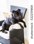 Small photo of Staffordshire Bull Terrier dog sitting on a chair with his paws froward resting on a cushion, making himself comfortable.