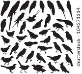 bird collection   vector... | Shutterstock .eps vector #104271314