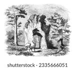 Oaks in Welbeck park nestled within Sherwood Forest in Nottinghamshire (England) - Vintage engraved illustration 