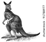 Eastern grey kangaroo  acropus...