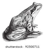 Common Frog  Rana Temporaria...