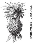Pineapple  Ananas Comosus   ...
