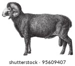 Horned Merino Sheep  Ram   ...
