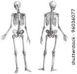 Human Skeleton  Male    Vintage ...
