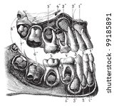 Human Teeth Anatomy  Child   ...