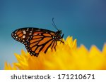 Monarch Butterfly In Sunflower...