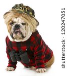 Small photo of hunting dog - english bulldog dressed up like a redneck hunter with binoculars