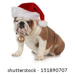 Christmas Dog   English Bulldog ...