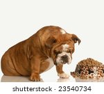 Small photo of finicky or picky bulldog pouting beside full bowl of dog food