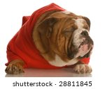 English Bulldog In Red Sweater...