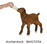 animal health - hand bottle feeding baby goat on white background