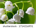Beautiful Flowers Of Lily Of...