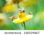 Close Up Group Of Bees On A...