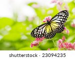 Butterfly On A Flower