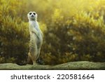 Meerkat Standing On The Stone