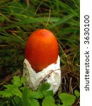 Small photo of small red caesarian mushroom in grass