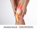 Knee ligament and meniscus ...