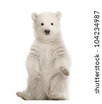 Polar Bear Cub  Ursus Maritimus ...