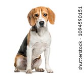 Beagle Dog In Portrait Against...