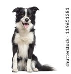 Border Collie  1.5 Years Old ...