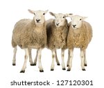 Three sheep against white...