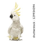 Sulphur Crested Cockatoo ...