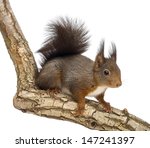 Red Squirrel Or Eurasian Red...