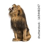 Lion Roaring  Sitting  Panthera ...