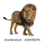 Side view of a Lion walking, Panthera Leo, 10 years old, isolated on white