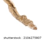 Small photo of dry Viperine water snake moult, Natrix maura, Shedding Skin UK Molting, Shed or Moult, nonvenomous and Semiaquatic snake, Isolated on white