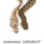 Viperine Water Snake  Natrix...