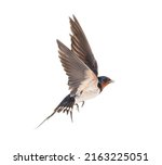 Barn swallow flying wings...