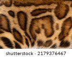 Detail of the fur of a brown Bengal cat