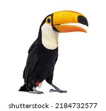 Small photo of Toucan toco beak open, we can see its tongue, Ramphastos toco, isolated on white