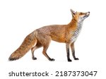 Side view of a red fox looking...