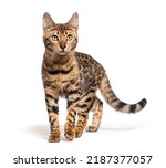 Small photo of Bengal cat walking towards to the camera, isolated on white