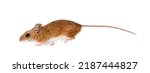 Small photo of wood mouse fleeing, running away, Apodemus sylvaticus, isolated on white