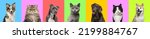 Small photo of Collage of multiple headshot photos of dogs and cats on a multicolored background of a multitude of different bright colours. Banner