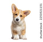 Small photo of Sitting Puppy Welsh Corgi Pembroke looking at camera, 14 Weeks old, isolated on white