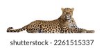Small photo of Side view of a Spotted leopard lying down and looking proudly at the camera, Panthera pardus, isolated on white