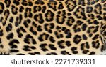 Close up of spotted leopard fur ...