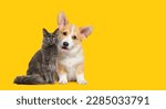 Small photo of Cat and dog together, panting Puppy Welsh Corgi looking at camera and proud grey cat, on yellow background