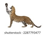 Small photo of lateral view of a leopard stretching its paws upwards, mouth open showing its fangs, Panthera pardus, isolated on white