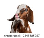 Head shot of an anglo-Nubian goat or Nubian - Capra hircus - isolated on white