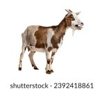 Small photo of Tibetan Pigmy Goat bleating mouth open, isolated on white